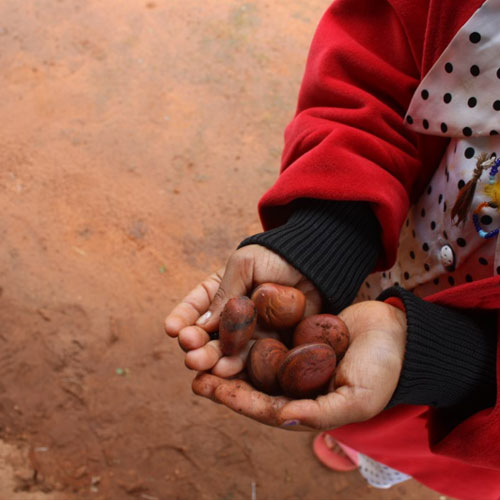 Plantas medicinales, su valor en la historia de Paraguay